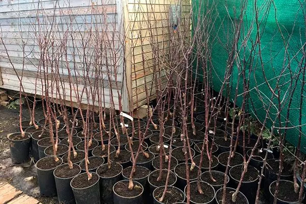 Как выбирают саженцы