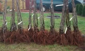 Как выбрать лучший саженец и подготовить его яблони Орловим4