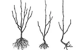 Как выбрать саженцы яблони Розовый Налив3