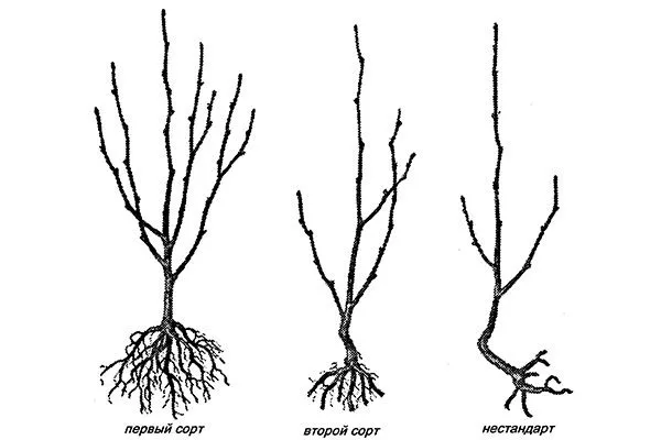 Как выбрать саженцы яблони Розовый Налив3