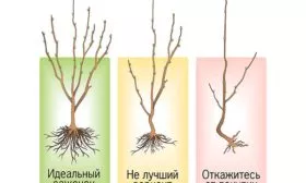 Как выбрать здоровый саженец яблони Солнышко5