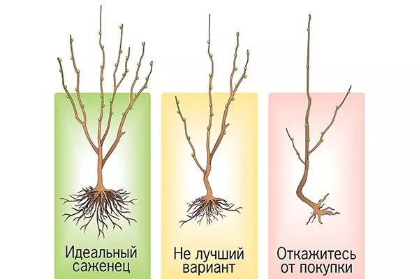 Как выбрать здоровый саженец яблони Солнышко5