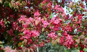 Канадский сорт яблони Хелена3