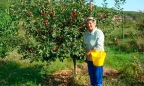 Карликовая и полукарликовая форма яблони Солнышко6