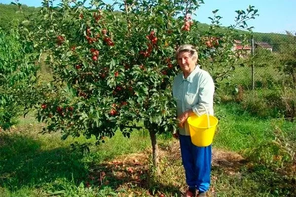 Карликовая и полукарликовая форма яблони Солнышко6