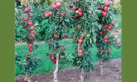 Карликовые яблони Звёздочка