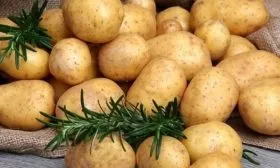 картофель азарт на главную