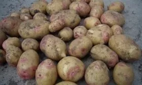 картофель Иван-да-Марья