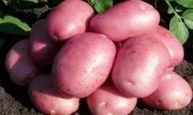 картофель Мираж