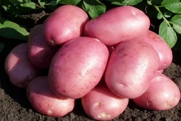 картофель Мираж