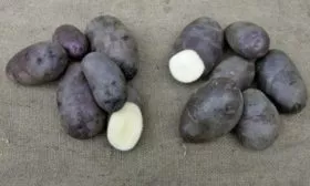 картофель сорта Чугунка