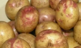 картофель сорта Иван-да-Марья