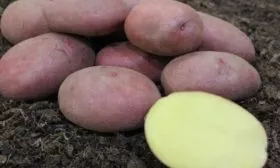 картофель сорта Мираж