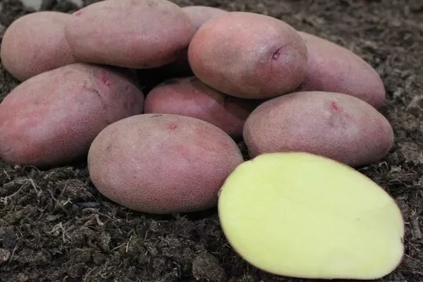 картофель сорта Мираж