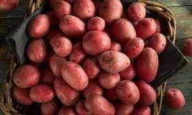 картофеля ред фэнтези на главную