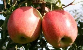 Кику Фубракс