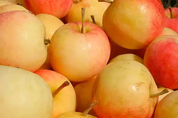 Колоновидная Медовая Зимняя