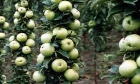 колоновидная яблоня Малюха