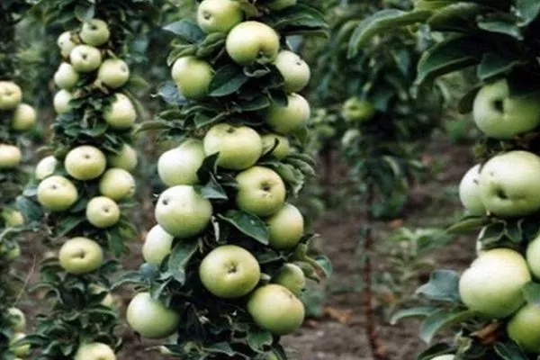 колоновидная яблоня Малюха