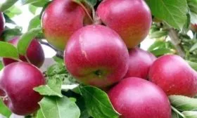 колоновидная яблоня Останкино