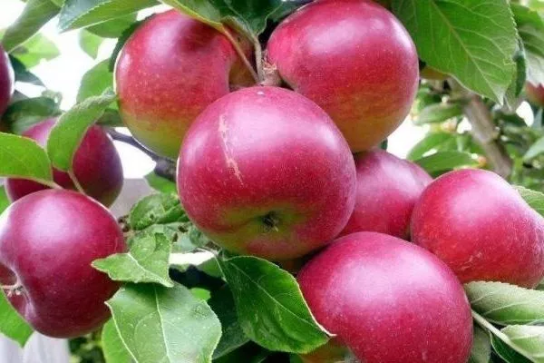 колоновидная яблоня Останкино