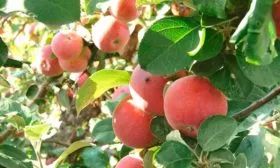 Конфетное-2 сорт