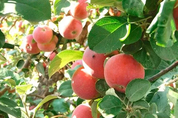 Конфетное-2 сорт