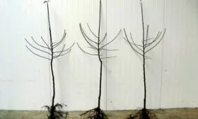 Конфетное выбор саженца