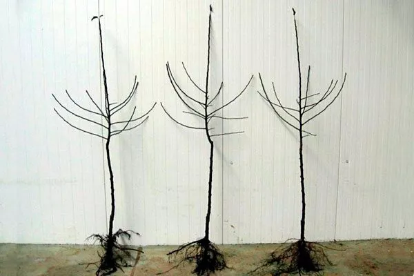 Конфетное выбор саженца