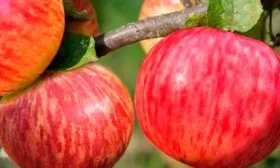 Коричное полосатое