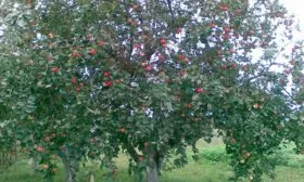 Коричное полосатое дерево