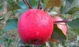 Коричное полосатое новое