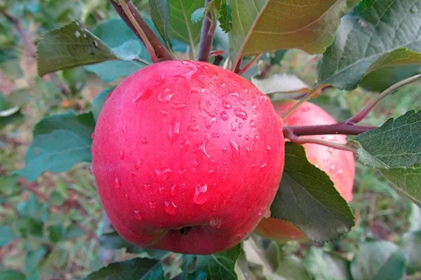 Коричное полосатое новое