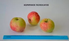 Коричное полосатое размер