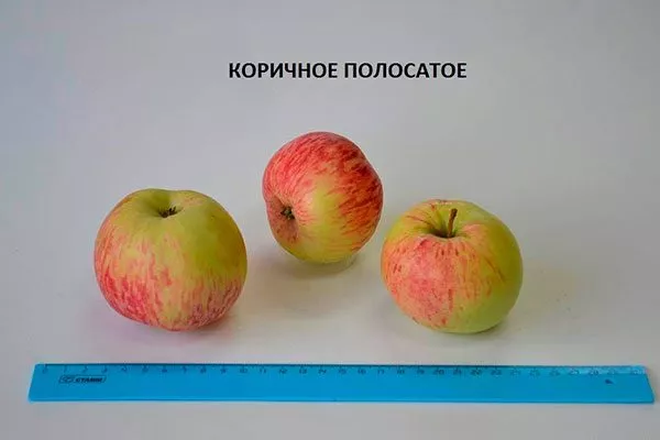 Коричное полосатое размер