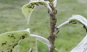 Коричное полосатое тля