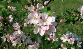 Коричное полосатое цветение