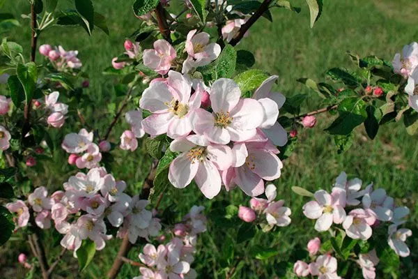 Коричное полосатое цветение