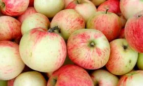 Коричное полосатое урожай