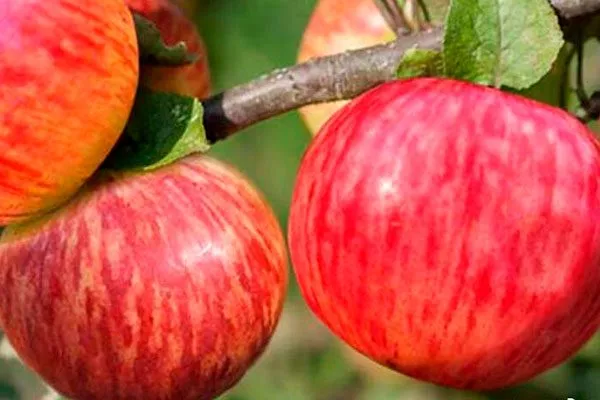 Коричное полосатое