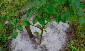 Корневая подкормка яблоня Чемпион