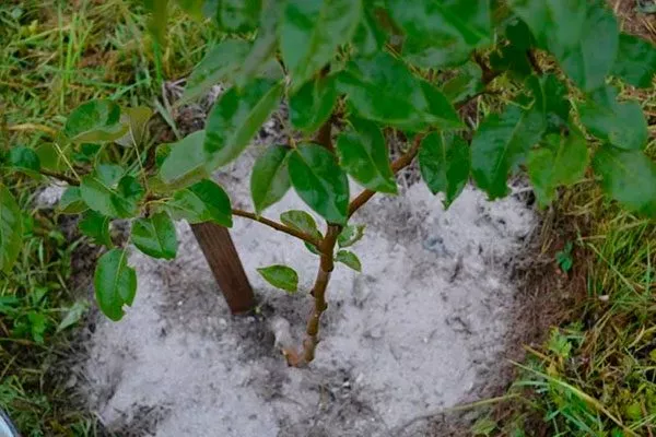 Корневая подкормка яблоня Чемпион