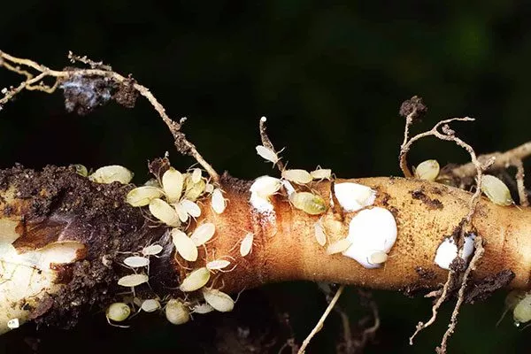 корневая тля укропа Мамонт3