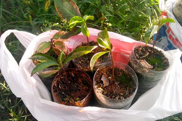 Королёк шоколадный (Diospyros lotus) черенкование