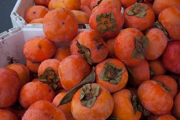 Королёк шоколадный (Diospyros lotus) хранение