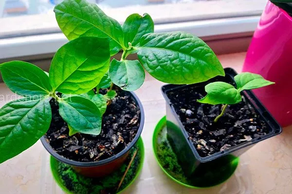 Королёк шоколадный (Diospyros lotus) из косточки