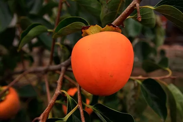 Королёк шоколадный (Diospyros lotus) плод