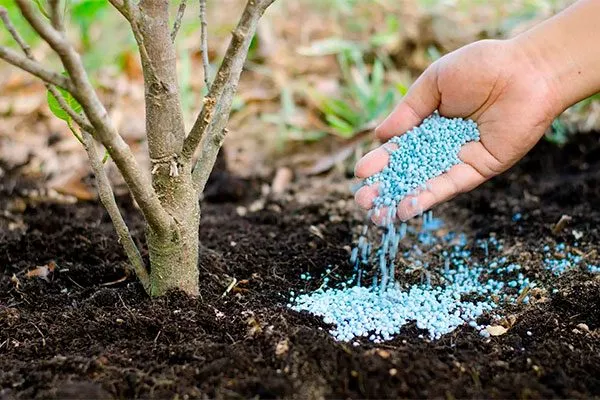 Королёк шоколадный (Diospyros lotus) подкормки