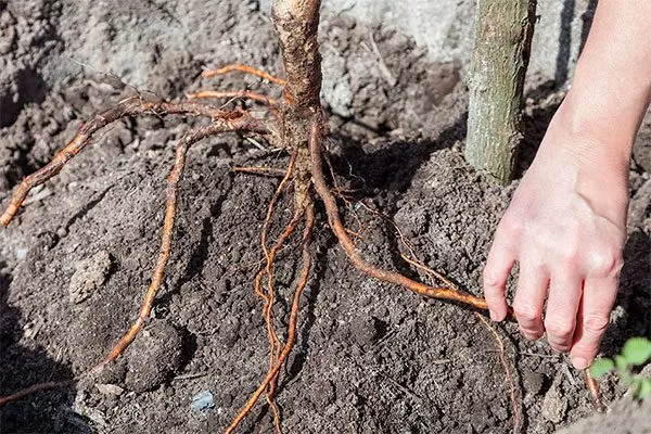 Королёк шоколадный (Diospyros lotus) посадка саженца