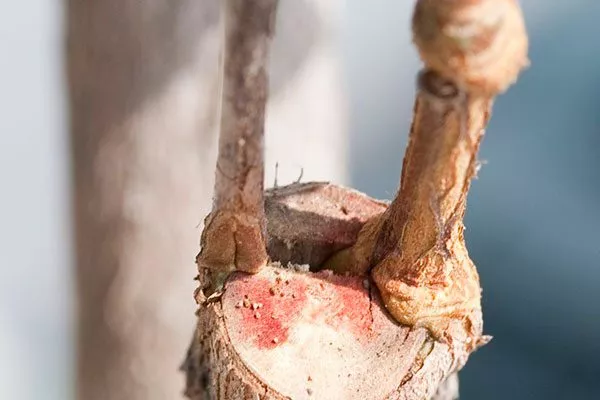 Королёк шоколадный (Diospyros lotus) прививка